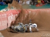 british-speedway-grand-prix_062