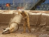 speedway-grand-prix-2011-goteborg_052